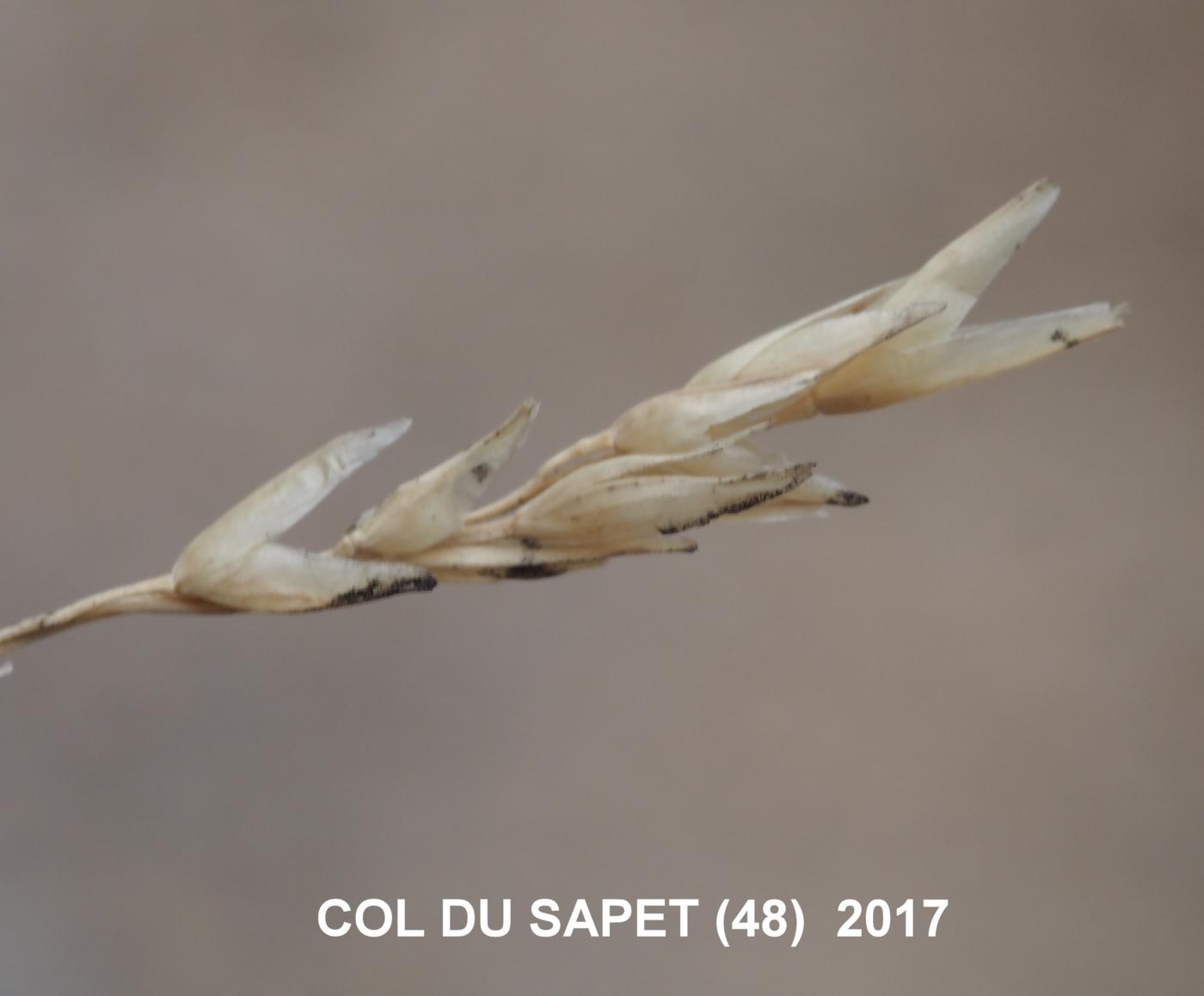 Heath Grass, Small fruit